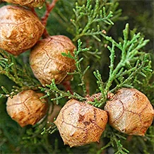 Cupressus sempervirens